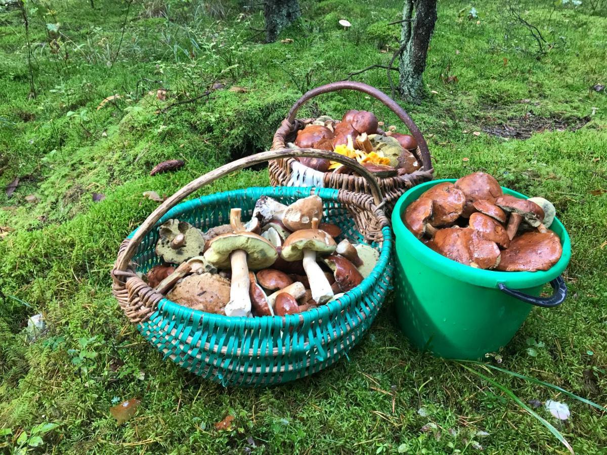 Na Skraju Puszczy Villa Hajnowka Luaran gambar