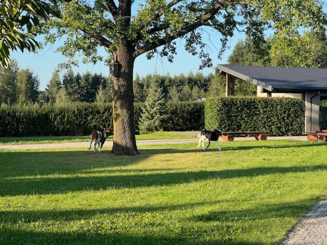 Na Skraju Puszczy Villa Hajnowka Luaran gambar